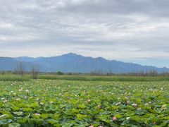-野鸭湖国家湿地公园