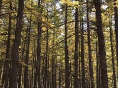 -乌兰布统景区-白桦林