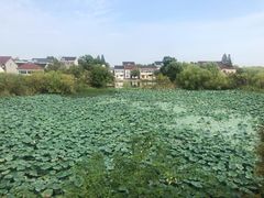-长兴太湖图影湿地文化园