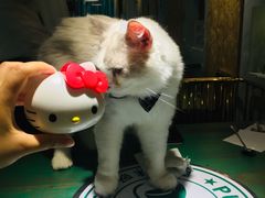 -喵喵咪呀布偶猫咖(春熙路店)