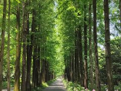 -上海滨江森林公园