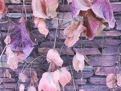 -山住茶(鲁商中心沿街店)