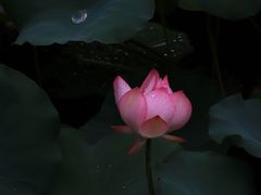 -荔湾湖公园
