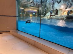 -帝企鹅自助餐厅•儿童岛•真企鹅(长隆企鹅酒店)