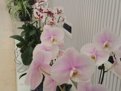 -西部兰花园生态园