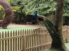 -西双版纳傣族园