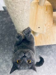 -飛凡TATTOO纹身•原创