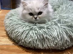 -狗道宠物(常熟印象城店)