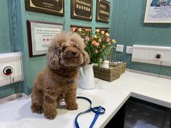 -严国平动物医院(德政总院)