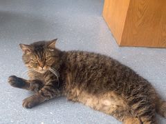 -伟伟宠物医院·瑞派猫友好医院·猫科(光谷店)