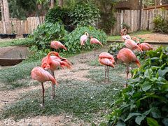 -清迈夜间动物园