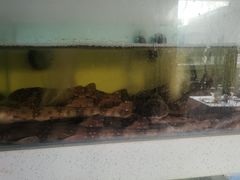 -至尊鲨鱼·原烹海鲜·新浙菜(拱宸桥店)