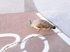 -武汉园博园(武汉自然博物馆)