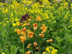 -中国天府农业博览园