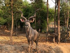 -清迈夜间动物园