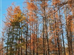 -番禺大夫山森林公园