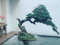 -觀芷隐轩