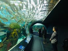 -瑞普利水族馆
