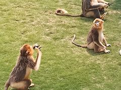 -西霞口神雕山野生动物世界