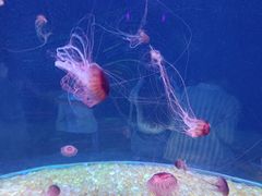 -野妹经典火锅(民治店)