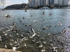 -洱海月湿地公园