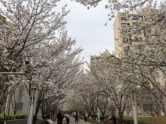 -高东镇樱花园