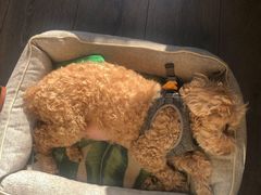 -美联众合动物医院·24h转诊中心
