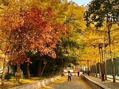 -中央民族大学