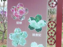 -天适樱花悠乐园