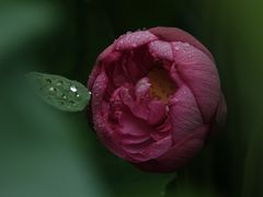 -陈家山荷花公园