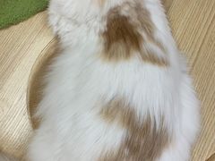 -猫和宫(六道口店)