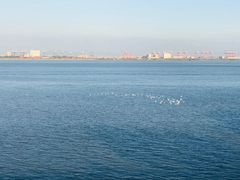 -大湾区中央湿地公园