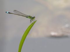 -荷塘月色湿地公园·向阳花洲