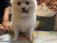 -more than meow吴止猫主题餐厅(承德 中船汇店)