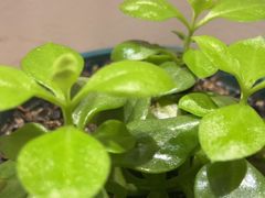 -梁溪河畔·吉府花园(南长街南下塘店)