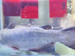-粤香楼(新光里店)