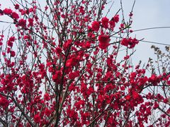 -南汇水蜜桃采摘(大团店)