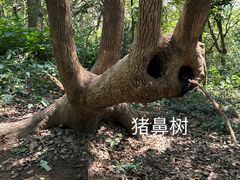 -上海佘山国家森林公园天马山园