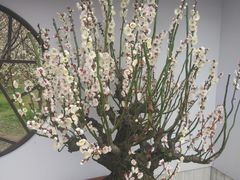 -香雪海