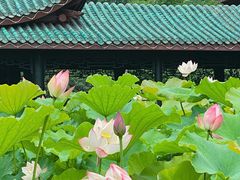 -桂湖森林公园