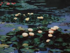 -国家植物园