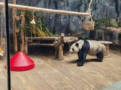 -深圳野生动物园