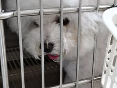 -佳雯宠物医院·皮肤科·内外科(春晓路分院)