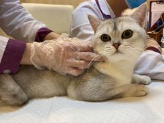 -宠爱国际动物医院·消化内科·心肾内科·ISFM猫友好(望京店)