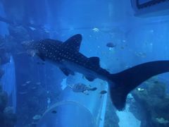 -成都浩海立方海洋公园