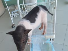 -怪兽屋·羊驼·猫咖·狗咖(俊华广场店)