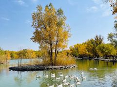 -金塔沙漠胡杨林景区