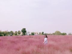 -金卉庄园