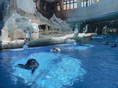 -帝企鹅自助餐厅•儿童岛•真企鹅(长隆企鹅酒店)