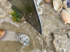 -北海金海湾红树林生态旅游区